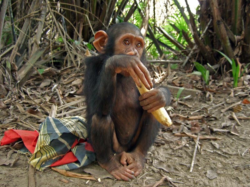 gabon_024