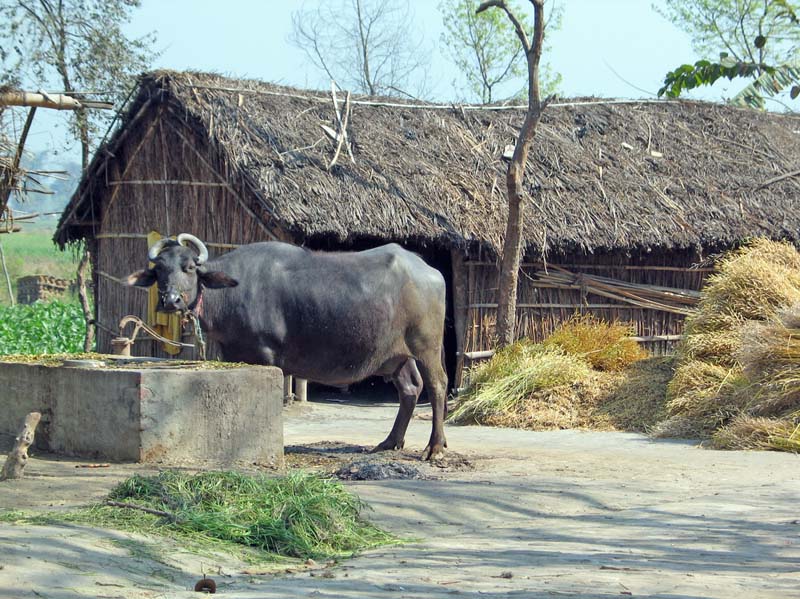 13_kushinigar-where_buddha_died