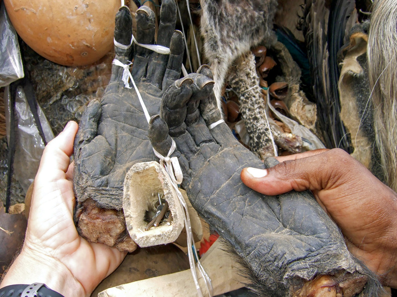 Holding a gorilla hand