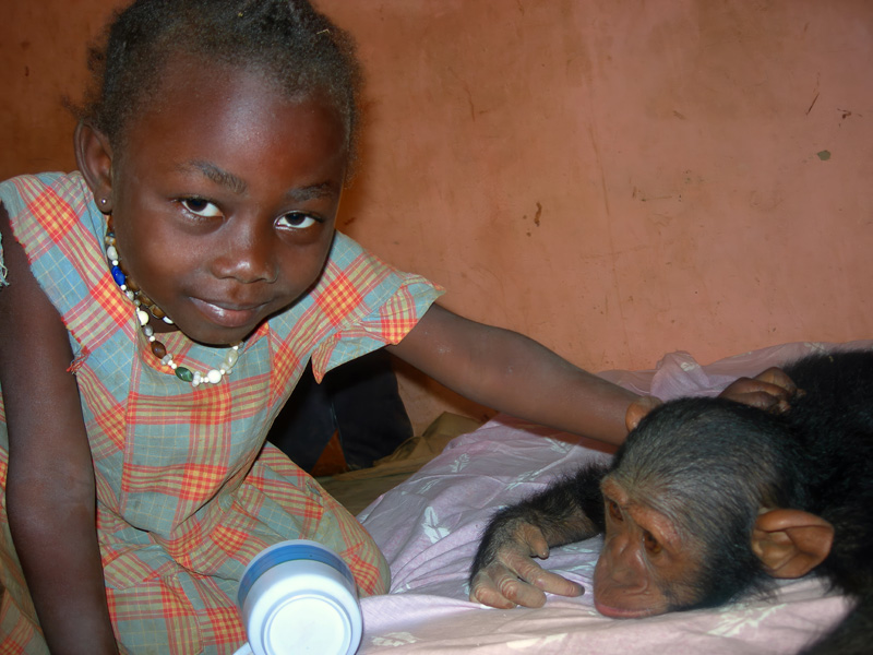 Julie the chimpanzee