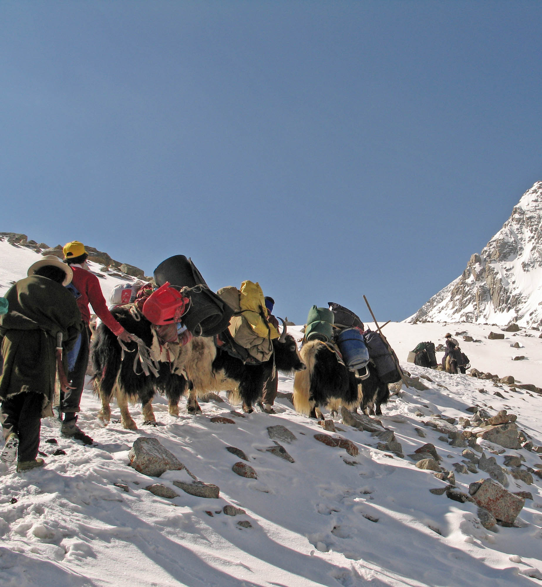 Yak Herders Take the Lead Over the Pass