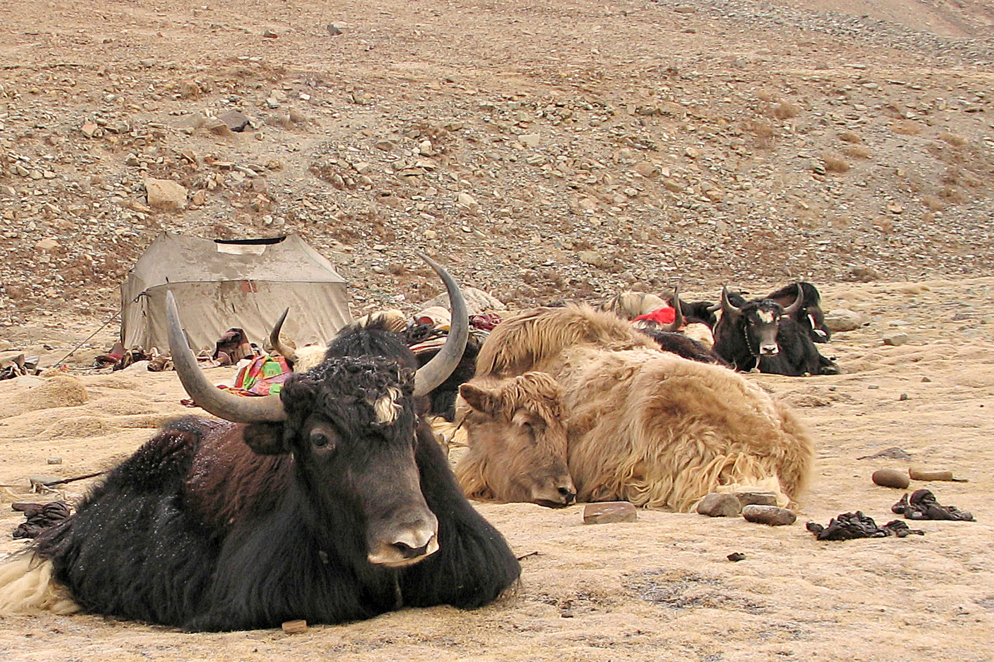 Yaks Resting Near the Yak-Herder Tent, 3rd Evening