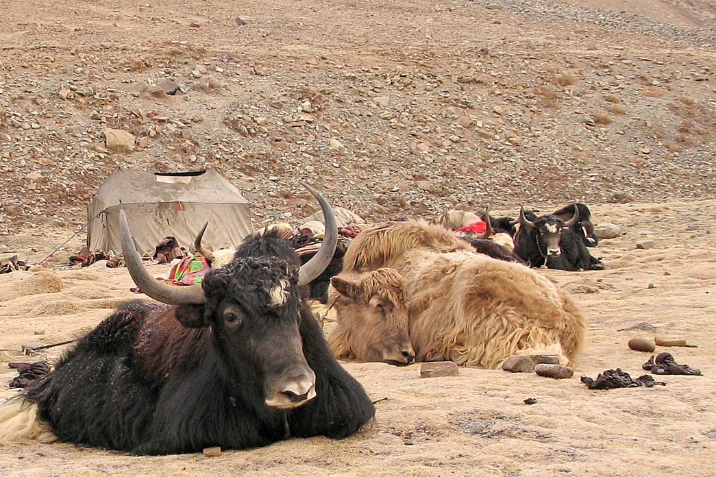 46_yaks_resting_near_yak-herder-tent_3rd_evening