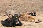 46_yaks_resting_near_yak-herder-tent_3rd_evening